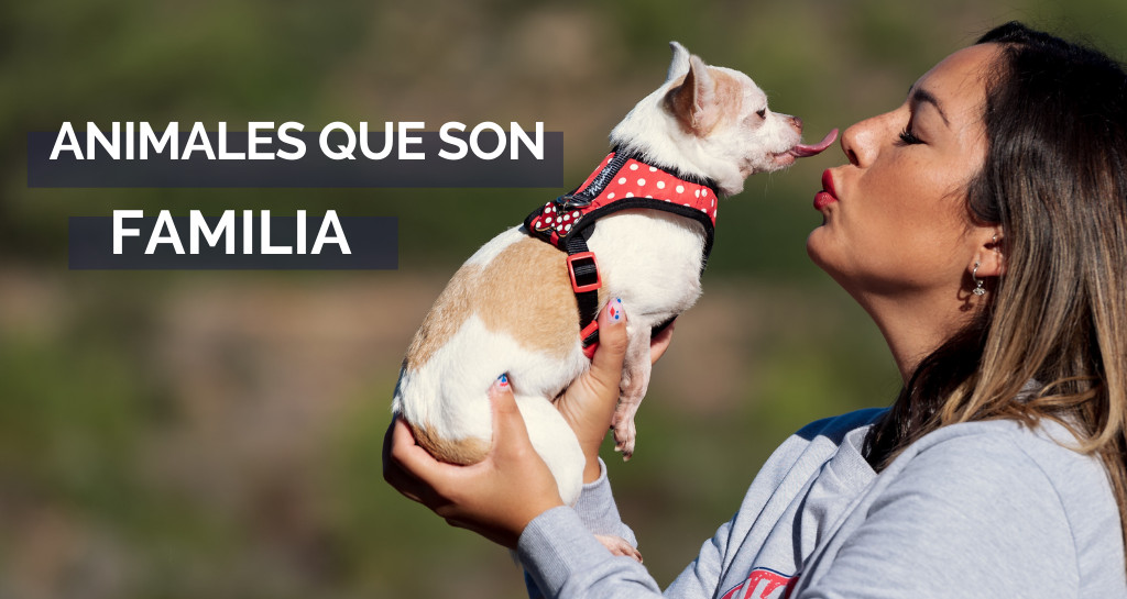 productos_mascotas